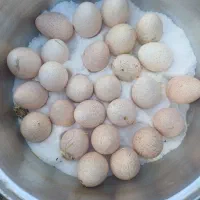 تخم بوقلمون نطفه دار