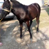 اسب نریان بنام باروت