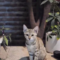 واگذاری دو گربه‌ی DSH|گربه|ارومیه, |دیوار