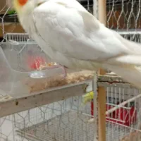 مغازه پرنده فروشی کل پرنده ها به فروش میرسد|پرنده|مه ولات, |دیوار