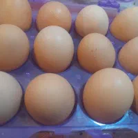 تخم مرغ محلی