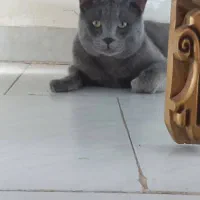 گربه اسکاتیش