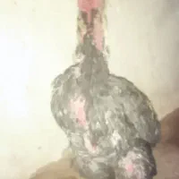 خروس اصیل|حیوانات مزرعه|سراوان, |دیوار