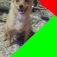 سگ اشپیتز پامر