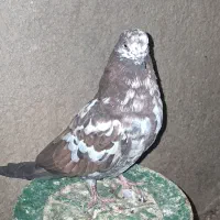 کبوتر پرشی|پرنده|رامند, |دیوار