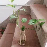 گلهای خانگی زیبا