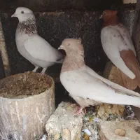 کفتر بازی کن نروماده