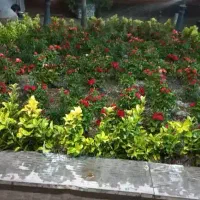 خدمات باغبانی باغچه کاری درسراسر کرج