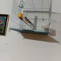 قناری نروماده سبز سوخته|پرنده|محمدیه-قزوین, |دیوار