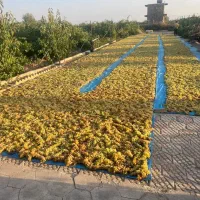 فروش فوری باغ انگور