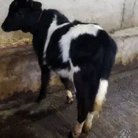 گوساله ماده  گیل دورگ|حیوانات مزرعه|سیاهکل, |دیوار