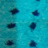 پتو شویی تایبه ت با تحویل و ارسال درب منزل|خدمات نظافت|سنندج, |دیوار