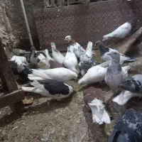 ۳۰تاکفتر یا کبوتر معاوضه با کله سینه|پرنده|چناران, |دیوار
