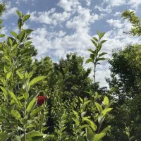 فروش زمین در چمن ۴