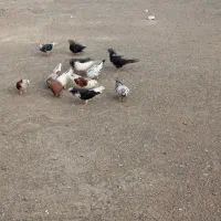 کفتر|پرنده|قم, جمکران|دیوار