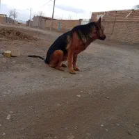 واگذاری سگ ژرمن