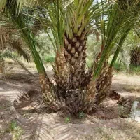 پاجوش نخل برحی