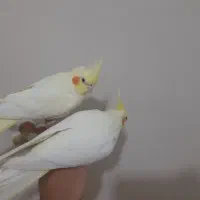 یک جفت عروس هلندی لوتینو مولد|پرنده|فردیس, شهرک راه آهن|دیوار