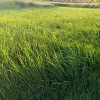 برنج 100کیلو