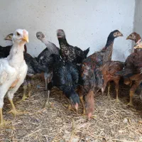 مرغ و خروس لاری نژاد اصل آلمان اوشامو