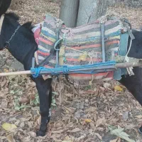 خر نر . الاغ جوان . قاطر آرام|حیوانات مزرعه|شیروان (خراسان), |دیوار