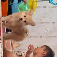 سگ پامر روباهی|سگ|رباط‌کریم, رباط‌کریم|دیوار