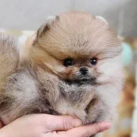 کوچولوهای پشمالو خوشگل روباهی|سگ|نورآباد ممسنی, |دیوار