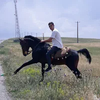 فروش اسب اصیل کرد کلهر