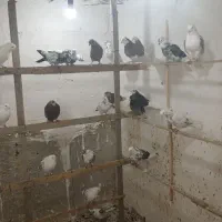 کبوتر|پرنده|گرگان, |دیوار