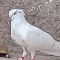 گمشده