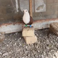 کلاغ|پرنده|تربت‌حیدریه, بالا ولایت|دیوار