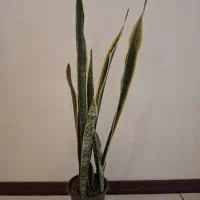 گل سانسوریا