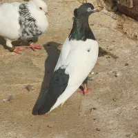 پرنده|پرنده|اهواز, منازل کارون|دیوار