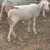 لاکن ماده