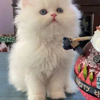 گربه پرشین کوچولو ابریشمی