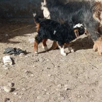 با سلام بزغاله ماده و یک بززایمان کرده|حیوانات مزرعه|لاجان, |دیوار