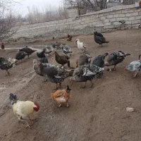 فروش بوقلمون|حیوانات مزرعه|مشگین شهر, |دیوار