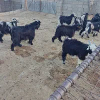 بیگ و بره پرواری چاق و گوشت بیگ ۶۲۰