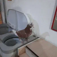 دو عدد نر شهرستانی|پرنده|بومهن, |دیوار