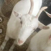 بز سانن ماده