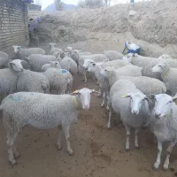 فروش میش و بره رومن