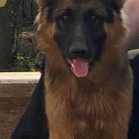 سگ ژرمن شولاین نر|سگ|لنگرود, |دیوار