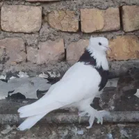 طوقی ماده