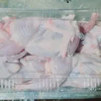 بلدرچین ارگانیک