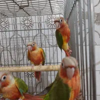 گرین جفت جوانه و سرلاکی