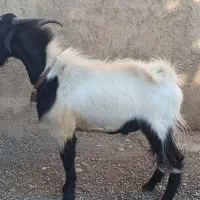 یک راس چبش بذری