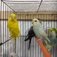 مرغ عشق ماده و نر جوجه و بالغ|پرنده|رشت, حمیدیان|دیوار