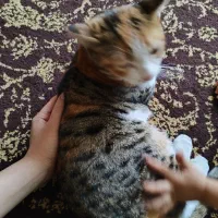 واگذار ی گربه|گربه|شیراز, بازار|دیوار