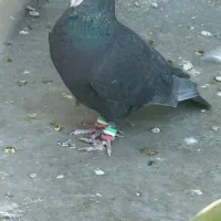 سیاه گم کردم