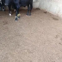 گوساله گاو نوچ